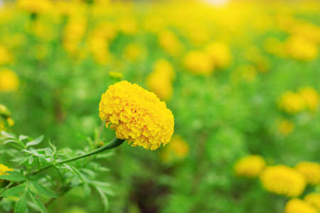 Marigold with natural green of background.の写真素材