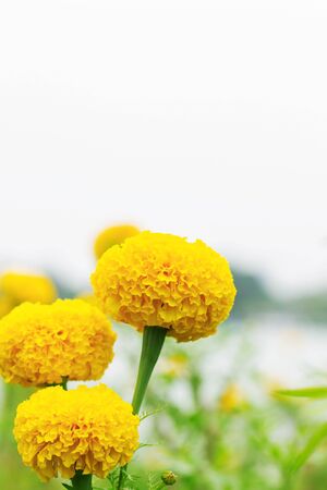 Yellow marigold with sky background.の写真素材