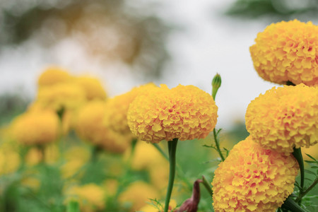 Marigold flowers with beautiful and sunny.の写真素材