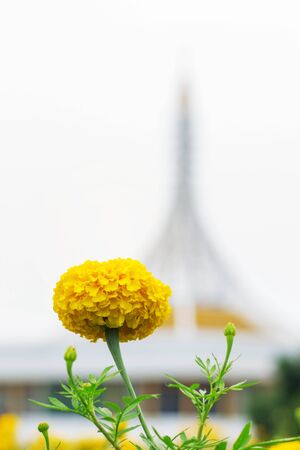 Marigold with the beauty of nature in park.の写真素材