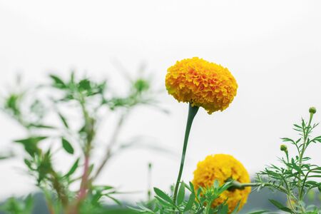 Marigold with beautiful on the white sky.の写真素材