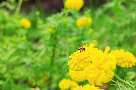 The beauty of marigolds and bees of nature.の写真素材