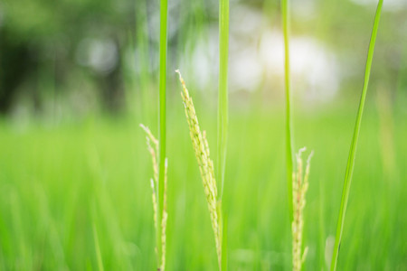 Rice ears and green leaves with blurred background.の写真素材