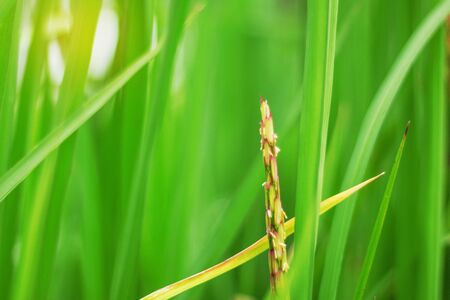 Rice ears and green leaves with freshness of nature.の写真素材