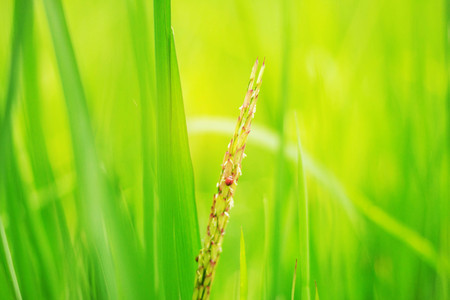Rice ears with freshness of nature.の写真素材