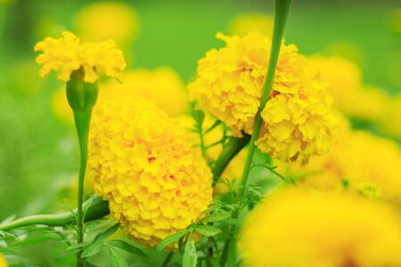 The colors of marigold in the garden.の写真素材
