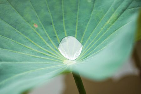 Clear water drops on green lotus leaves.の写真素材