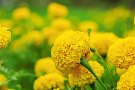 Yellow with the beauty of marigold.の写真素材
