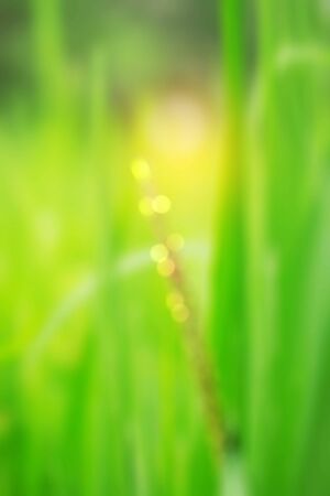 Rice ears in the field with blurred images.の写真素材