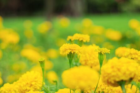 The beauty of marigold in garden.