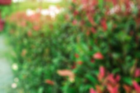 Ornamental trees in the garden with blurred images.の写真素材