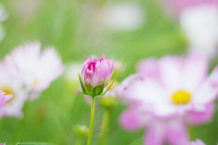 Flower buds of cosmos with the colors in garden.の写真素材