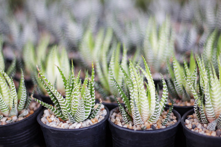 Cactus planted on pots in the garden.の写真素材