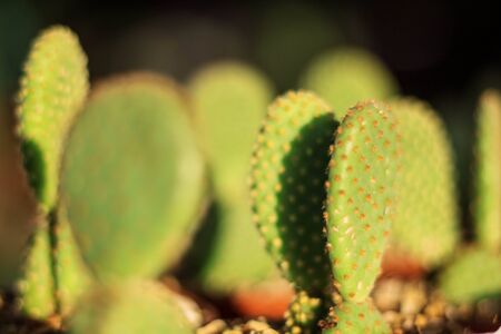 Cactus with light and shadow in the afternoon.の写真素材