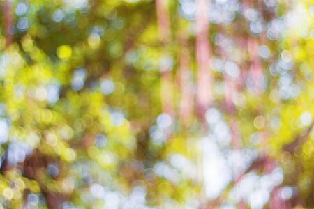 Colorful bokeh from the sun shines at trees.の写真素材