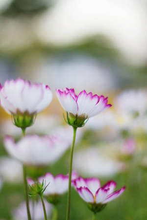 White cosmos with natural of beauty.の写真素材