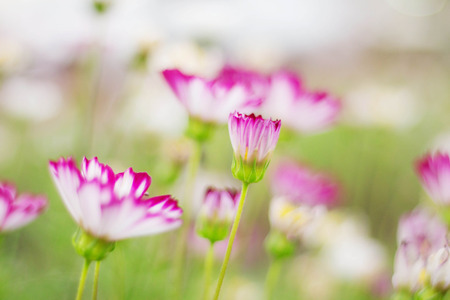 Cosmos and the colors of nature.の写真素材