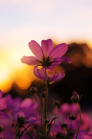 Purple cosmos with sunrise in the morning.の写真素材