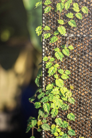 Creepers on old steel plates in the garden.の写真素材