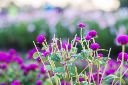 The cut flowers on plots in the garden.の写真素材