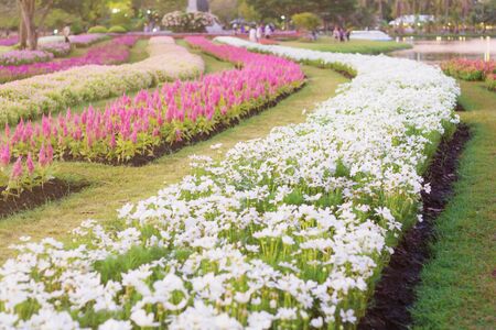 Flower garden with colorful on the plot.の写真素材