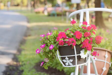 Red flowers with decorations on pots in the garden.の写真素材