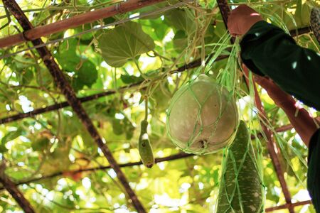 Gardeners are taking care of vegetables and fruits in the garden.の写真素材