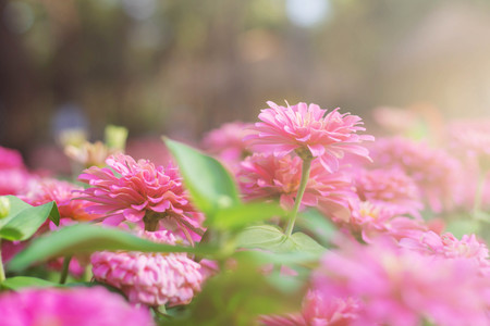 Pink gerbera with the morning sun in garden.の写真素材