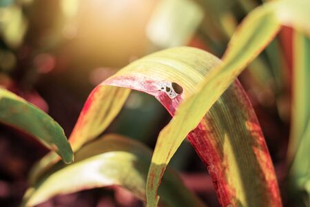leaves of ornamental plants are dying at sunlight.の写真素材