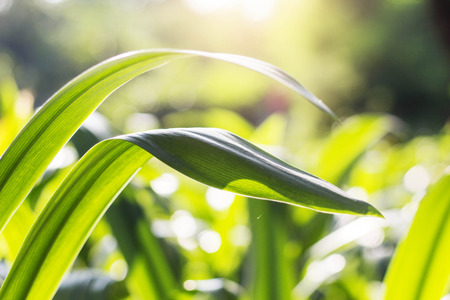 leaves plant with the freshness at sunlight.の写真素材