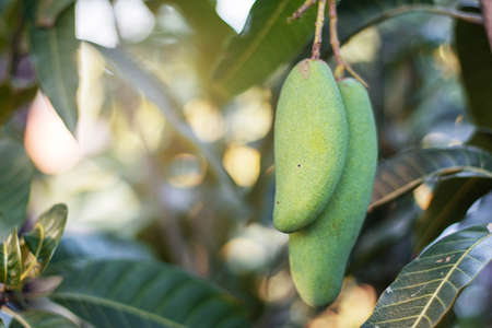 Mango on the tree with green leaves.の写真素材
