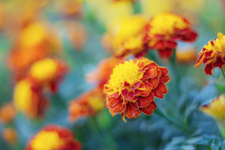 Orange marigold with beauty in the garden.の写真素材
