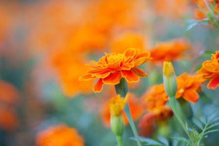 Orange marigolds with natural of beauty.の写真素材