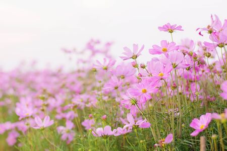 Pink cosmos on plot with sunlight in the morning.の写真素材
