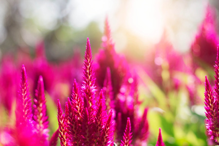 Pink flowers with the beautiful in garden.の写真素材