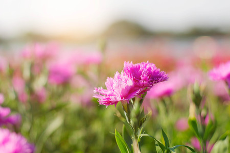 Pink flowers on the plot with colorful.の写真素材