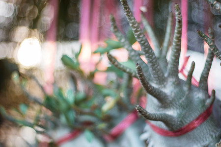 Ornamental plants in the garden.の写真素材