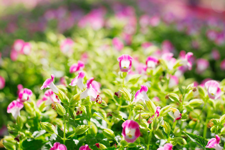 Purple flowers on the plot with colorful beauty.の写真素材