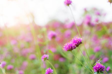 Purple flowers with beautiful colors in the garden.の写真素材
