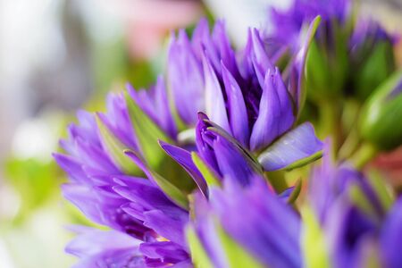 Purple lotus with a beautiful on the background blurred.の写真素材
