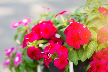 Red flowers on pots in the garden.の写真素材