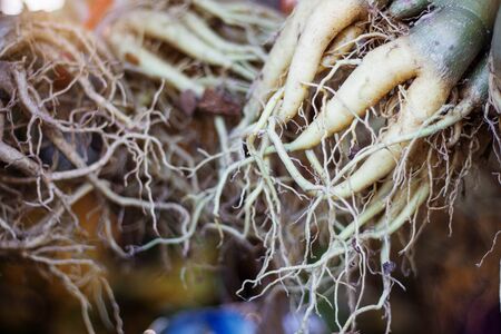root of the tree adorned with dirty debris.の写真素材
