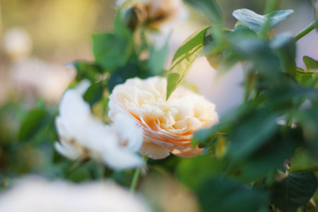 Rose with beauty on the background blurred.の写真素材