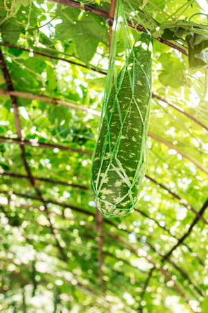 Vegetable of growing in plantations.の写真素材