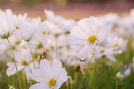 White cosmos with refreshing in the garden.の写真素材