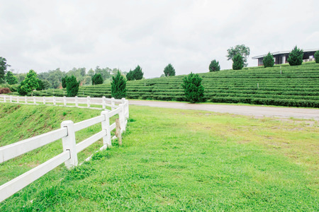White fence and lawn on the tea farm.の写真素材
