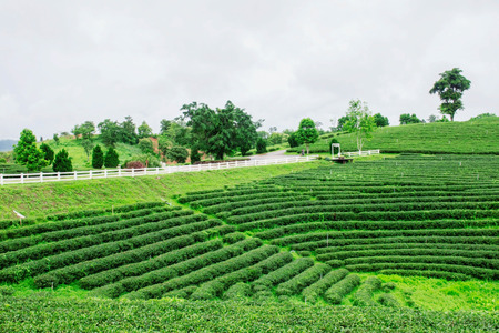 Tea plantation on the hill with freshness of nature.の写真素材