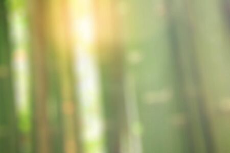 Bamboo and sunlight with blurred images.の写真素材
