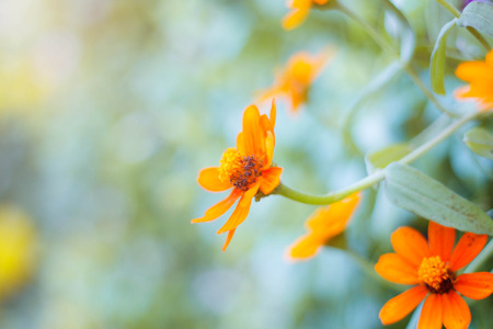calendula with the beauty of nature in garden.の写真素材
