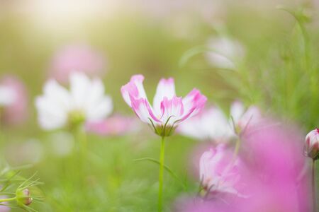 Pink Cosmos with beautiful at the sunshine.の写真素材